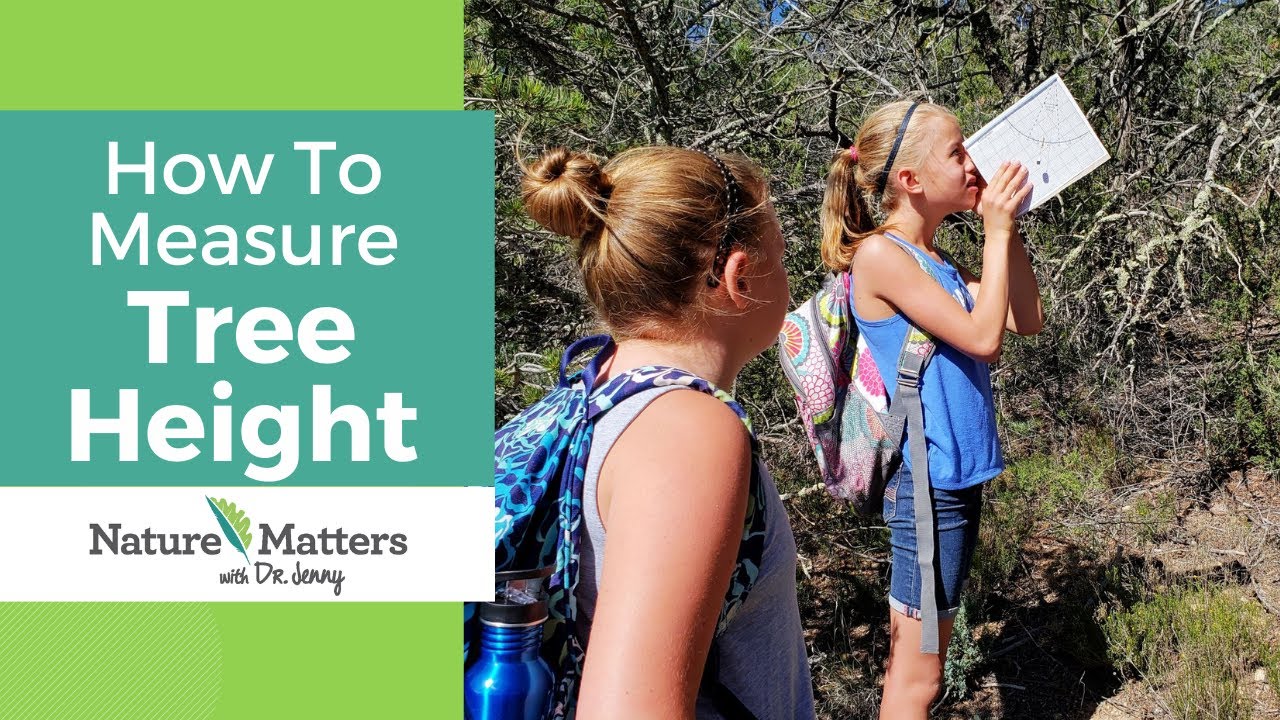 How to Measure Tree Height. A Great Outdoor STEM Activity for Kids - Nature Matters Academy