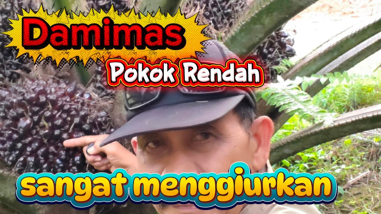 Damimas ‼️Panen pokok rendah sungguh menggiurkan