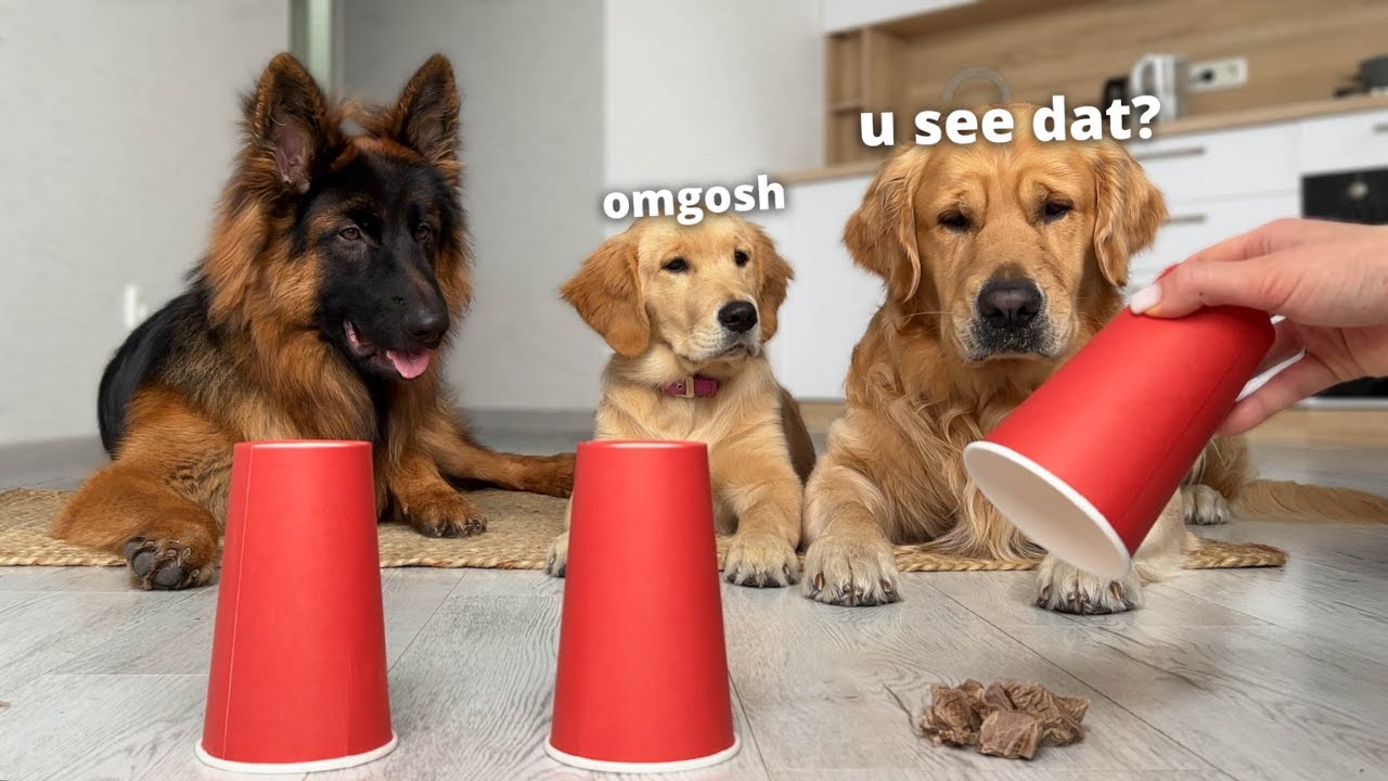 Testing My Dogs Intelligence | German Shepherd vs Golden Retriever