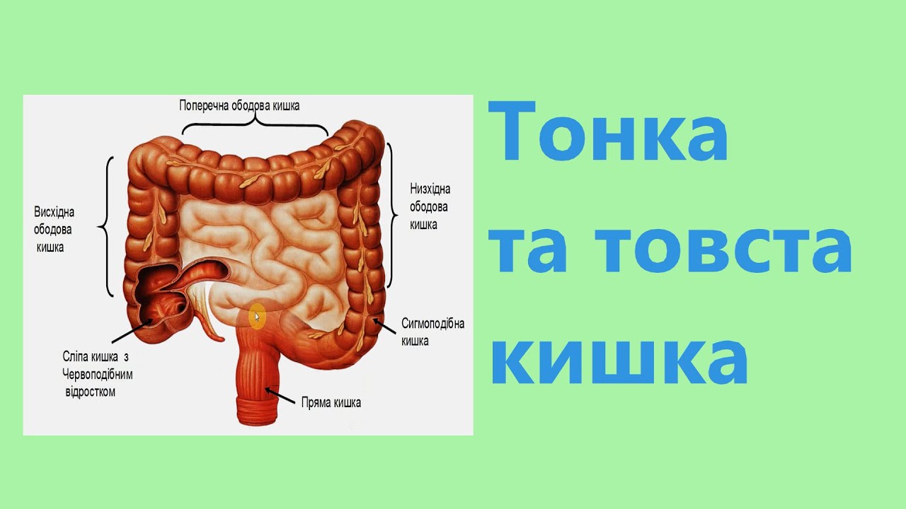АНАТОМІЯ ТОНКОЇ І ТОВСТОЇ КИШКИ