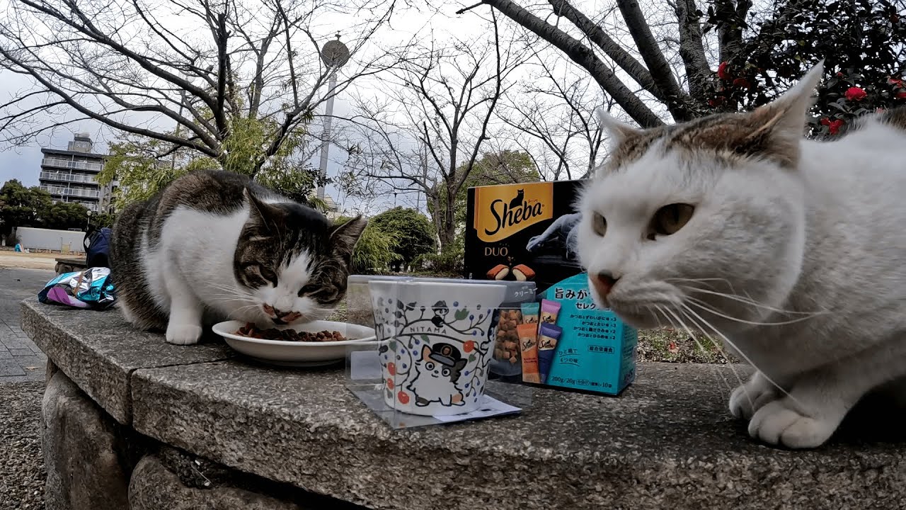 まるで最初から知ってたかのような勘の鋭い猫たちに屈して、ここは素直にちょっと早めの夕飯タイムにしました