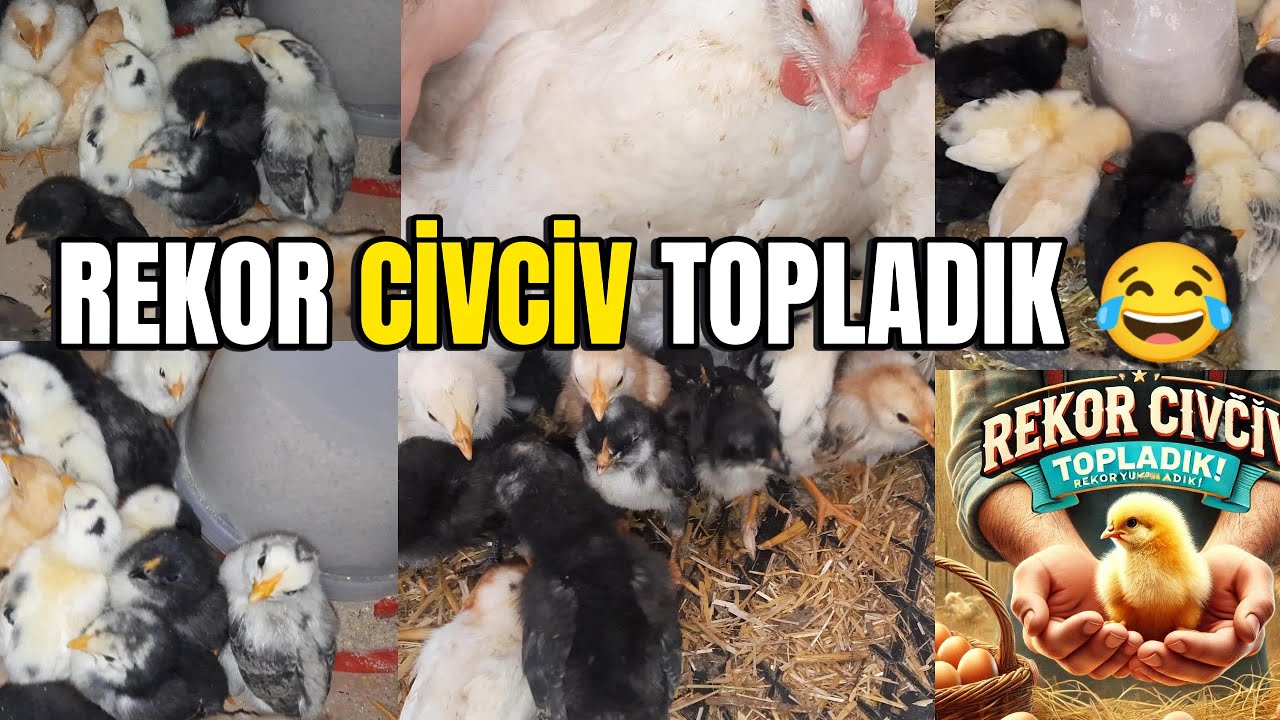 Rekor Civciv Topladık 😅