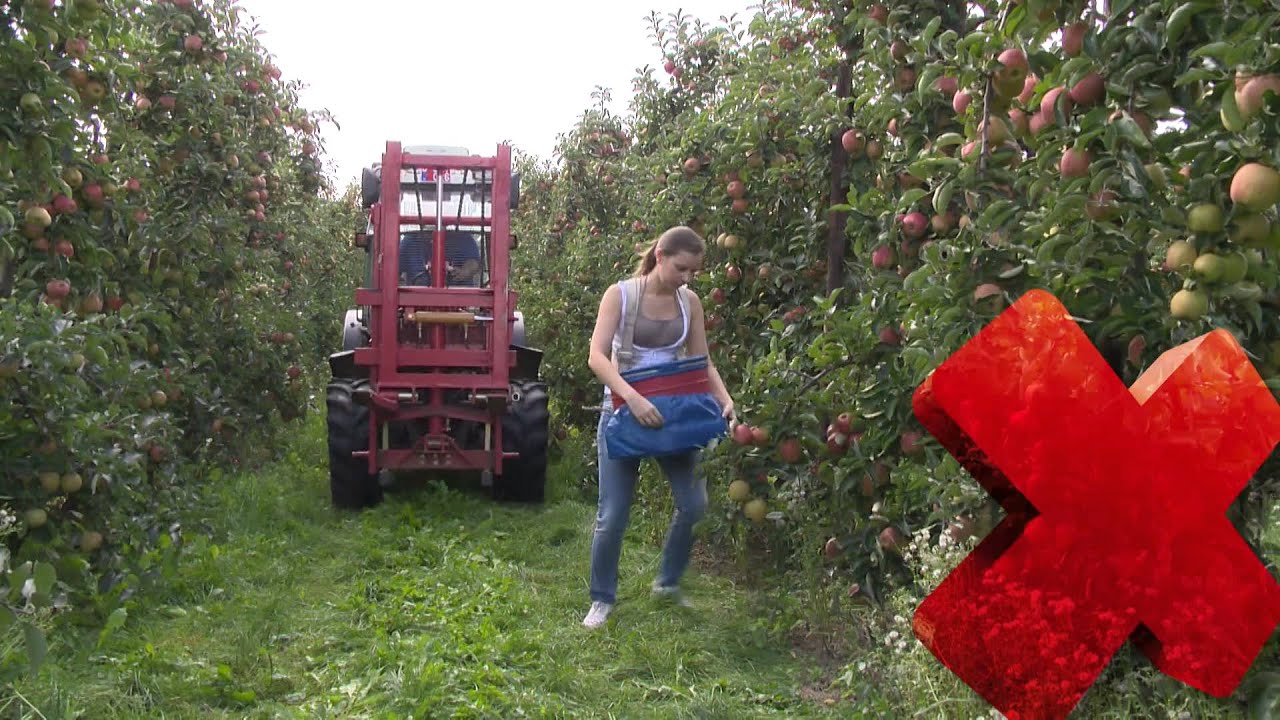 Arbeidsveiligheid in de tuinbouw: fruitteelt