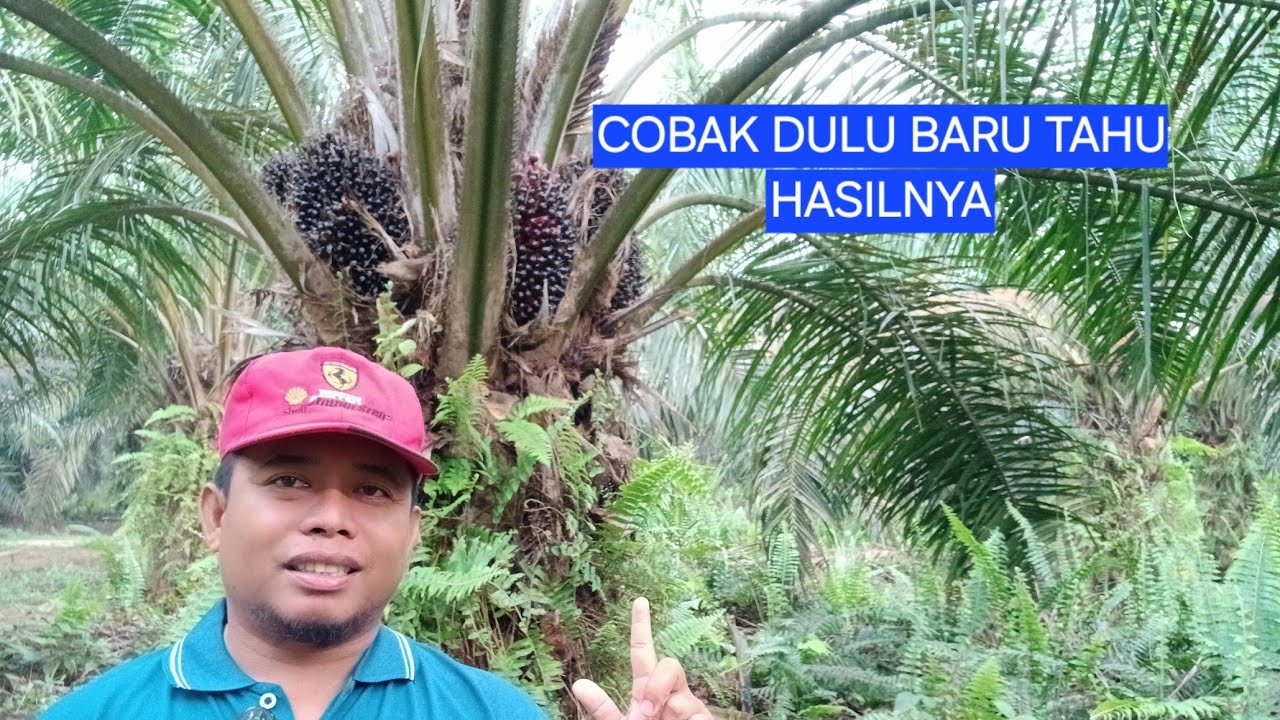 Faktor faktor tertentu dalam kelapa sawit