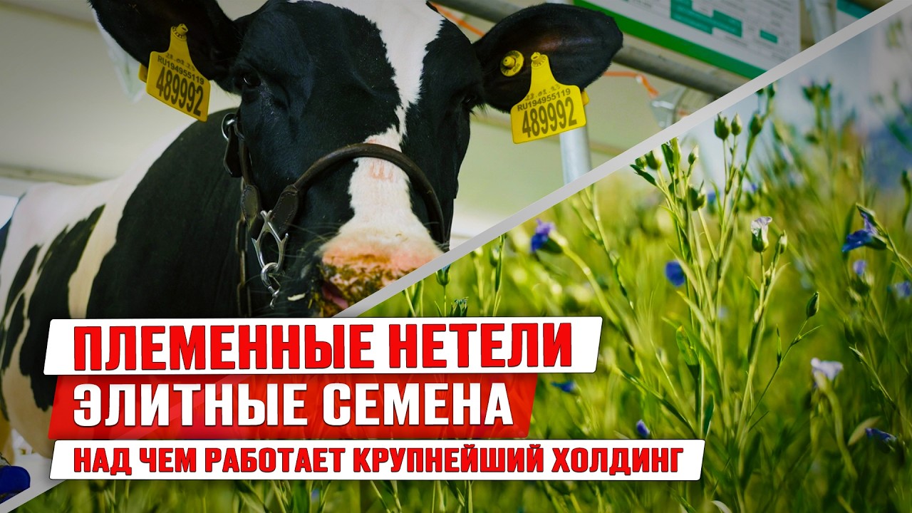 Генетика КРС и селекция в семеноводстве | Крупнейшие агрохолдинги России | Как работает ЭкоНива?
