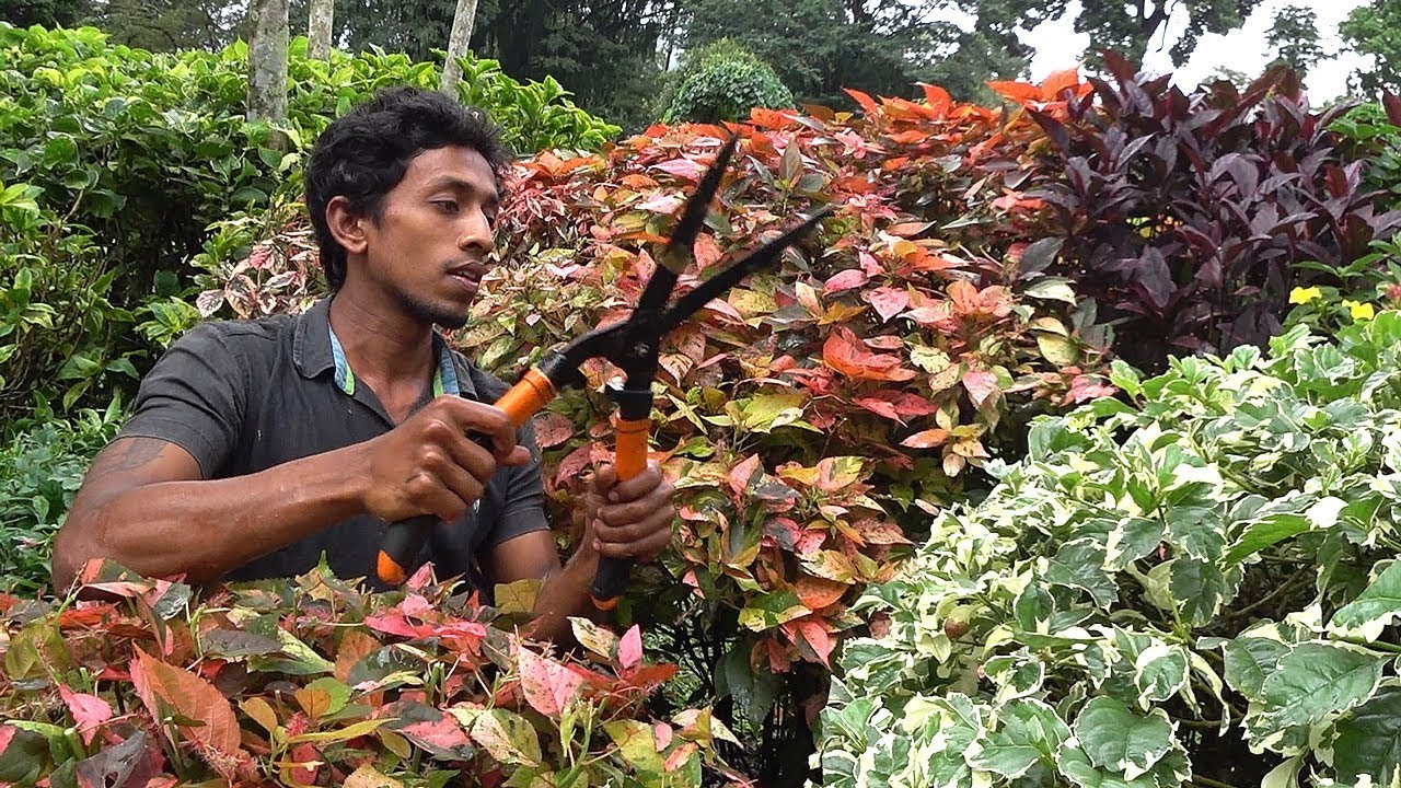 Royal Botanical Gardens Peradeniya Kandy Sri Lanka