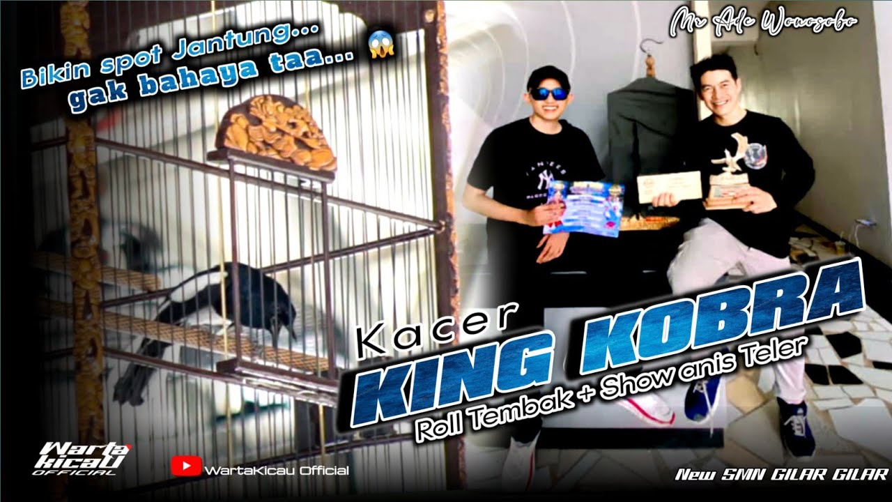 STABIL JUARA LINTAS EO ‼ Kacer KING KOBRA Rasa Anis Teler Milik MR ADE MANGGALA WSB