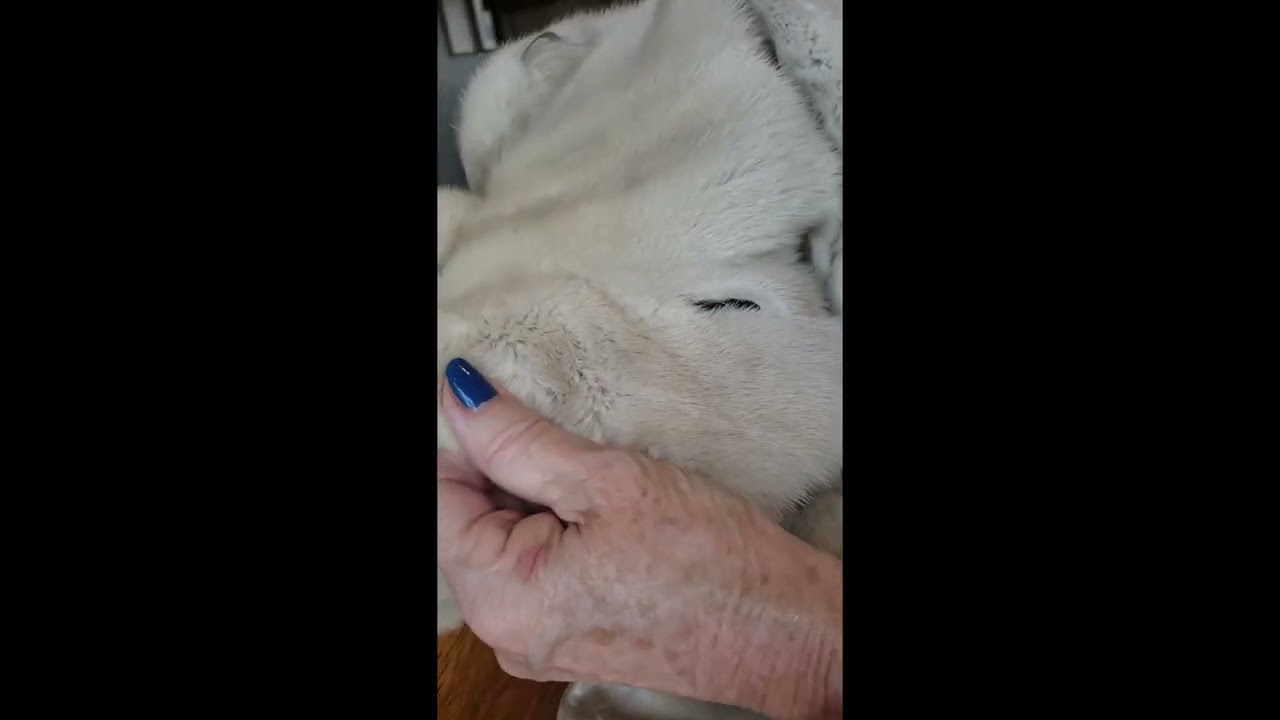 Fur coat repair!  I did it myself!