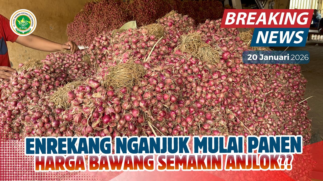 SEMUA PANEN BAWANG MERAH BOSKU POSITIF | INFO TERBARU HARGA BAWANG MERAH 20/1/2026