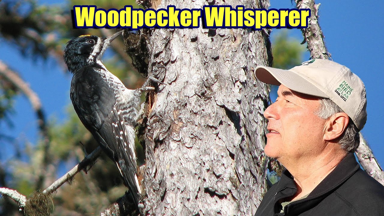 Black-backed Woodpecker, Spruce Grouse & Friends