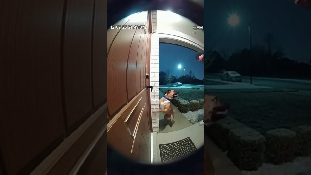 Dog Stops Stranger Trying to Peek Through ATM Door Handle Gap