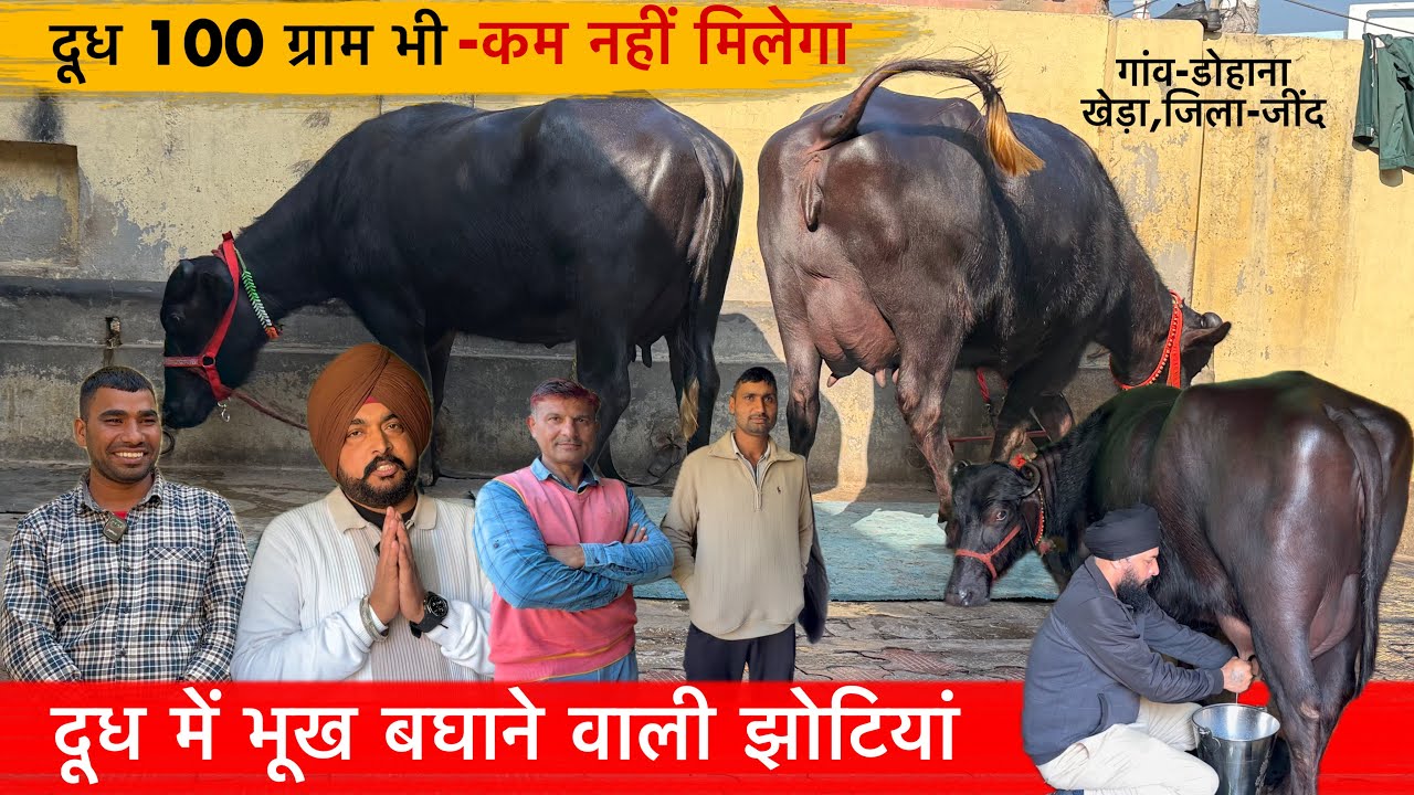 🔴दूध में भूख बघाने वाली झोटियां-जितना बताया उससे 100 ग्राम भी कम नहीं मिलेगा।SONU☎️8307542485.