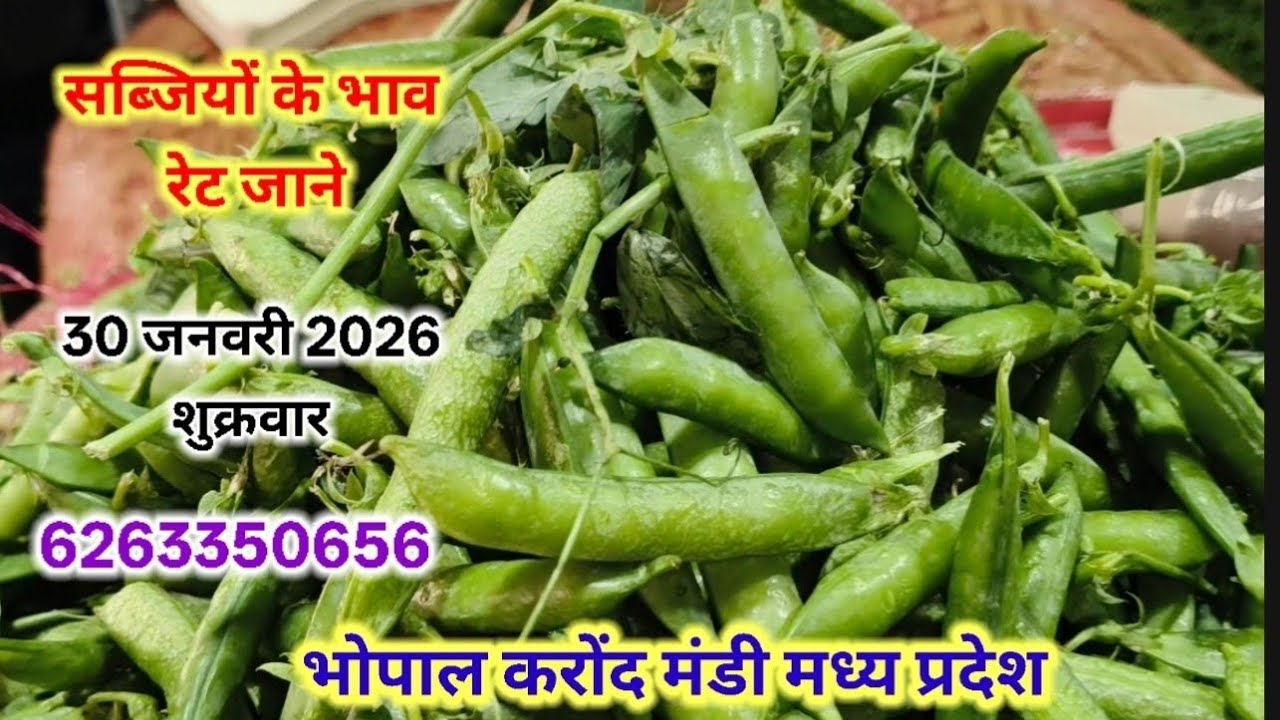 सब्जियों के भाव रेट जाने 🥦🍆🫑🥒🌶️ 30 जनवरी 2026 all vegetable sabjiyan rate Bhopal Mandi #sabjiyan 