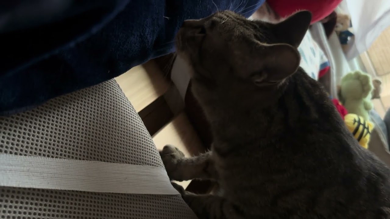 けさのこはる🐈‍⬛BGMはぱぱのいびき😞#cat #猫のいる暮らし #保護猫 #こはる