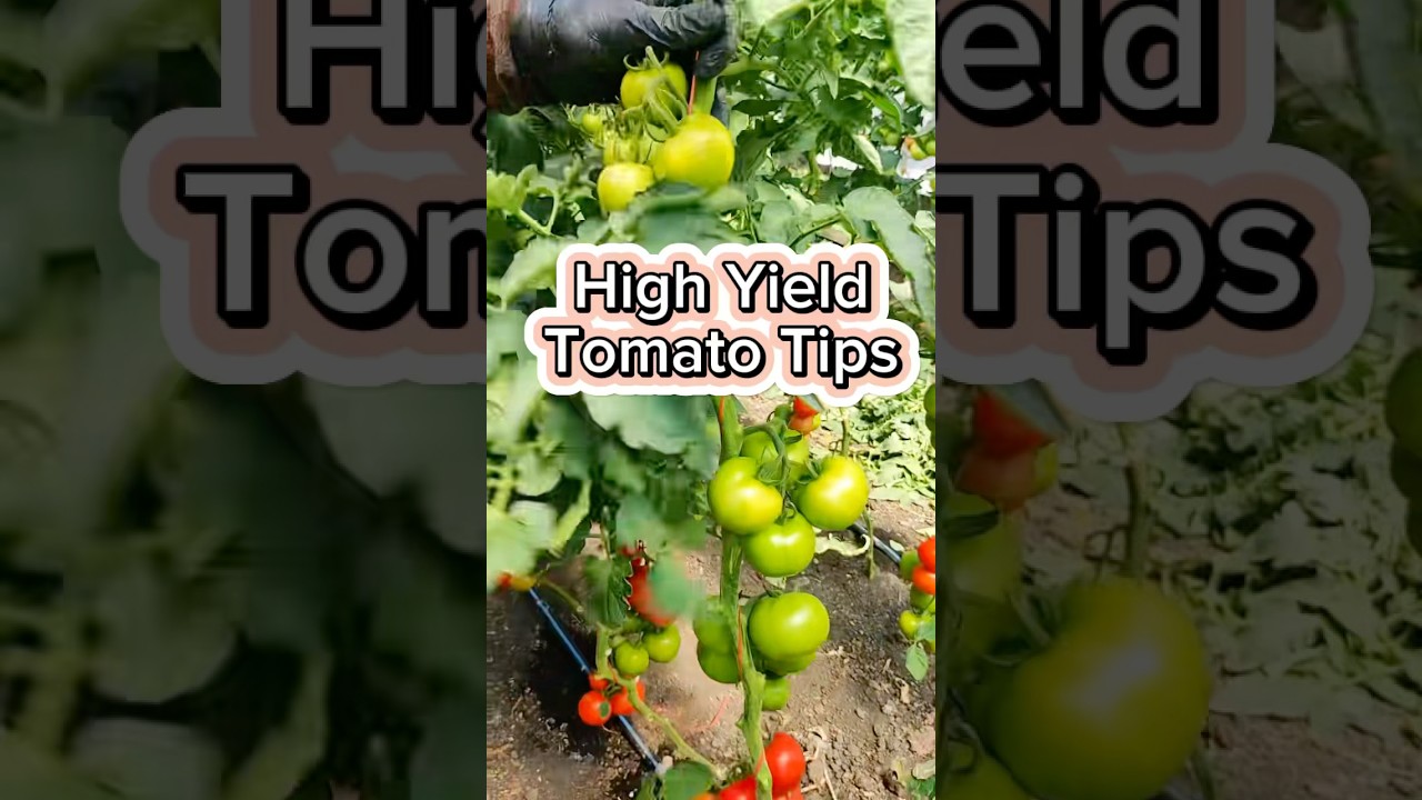 High Yield Tomato Tips and Hacks #garden #organicfarming #gardenigtip #gardening #fertilizer #tomato