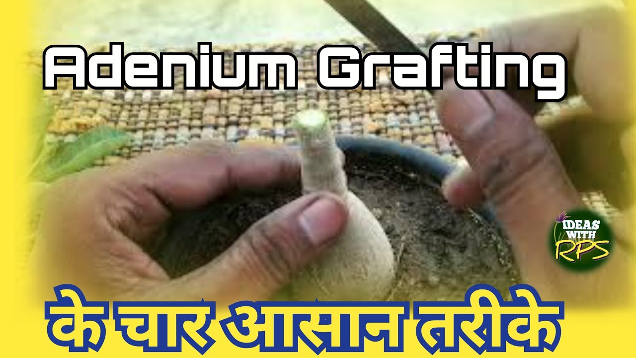 Adenium grafting (4 types) simplest and easy tricks to Graft desert roses