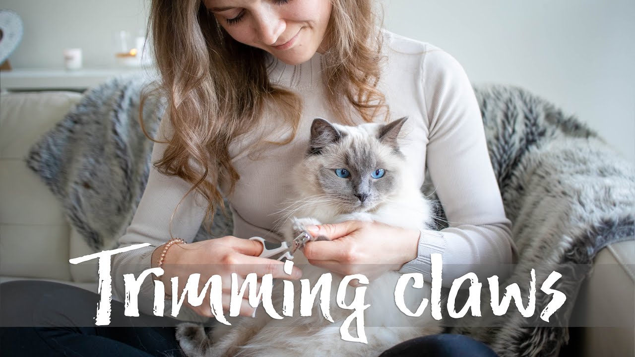 How to trim cat's claws? | Ragdolls Pixie and Bluebell