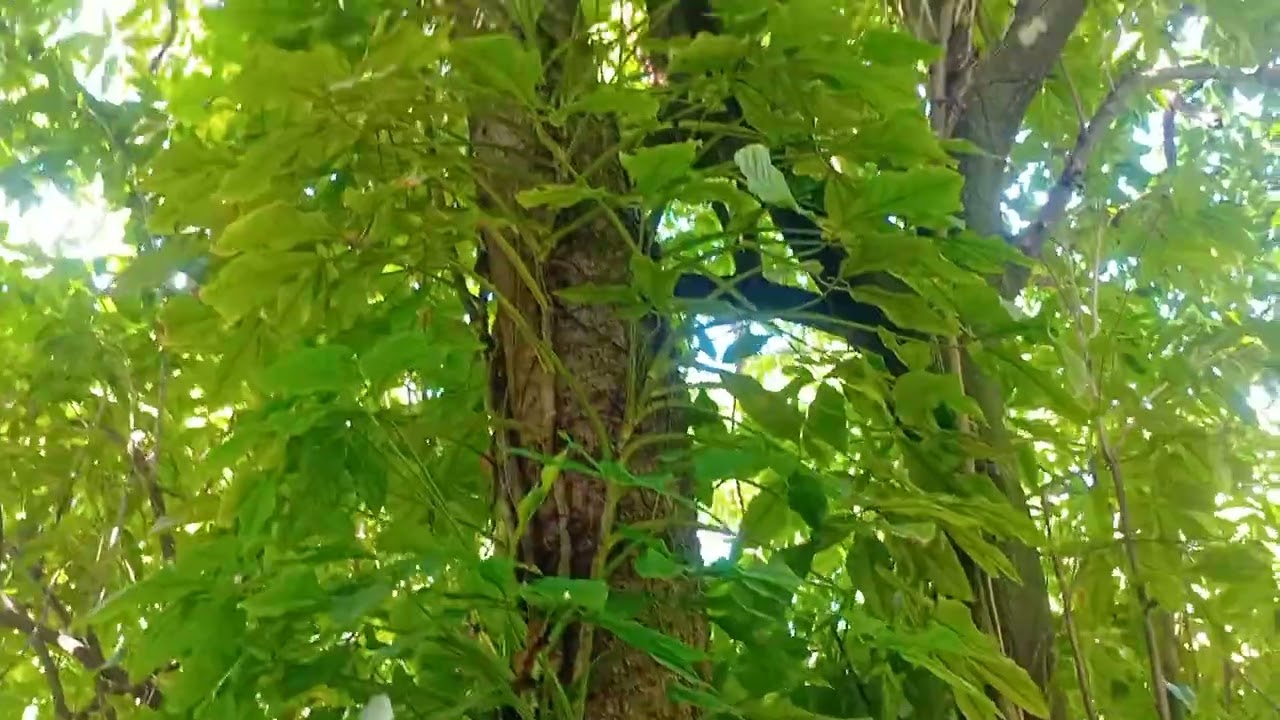 La vida del campos entre amigos RD 