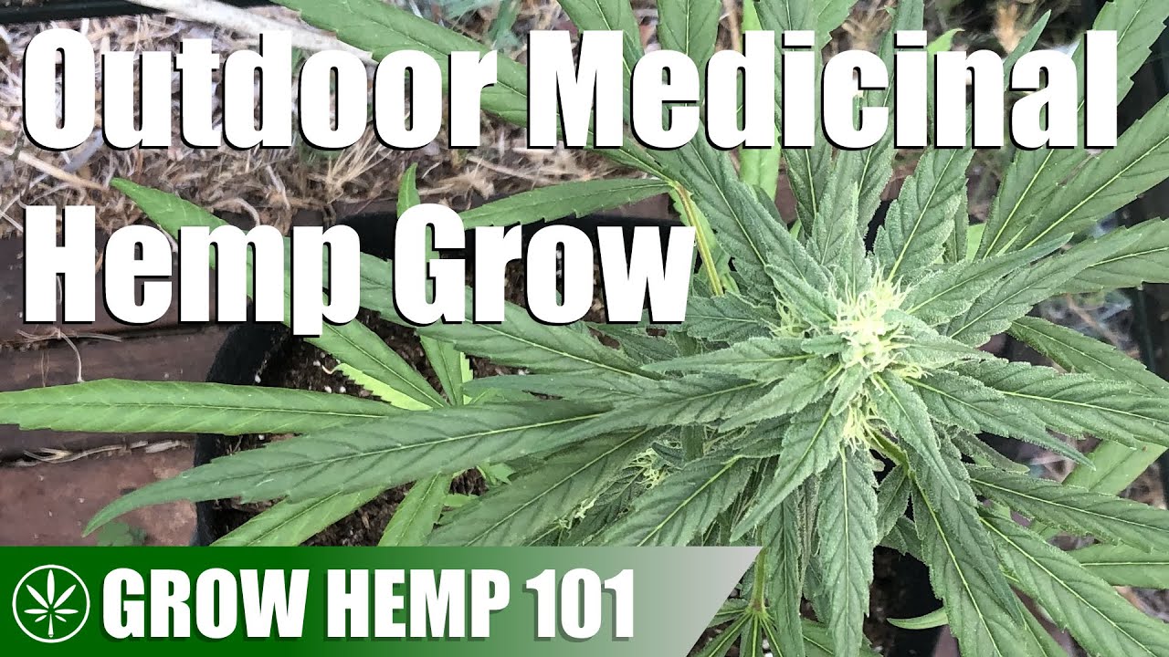 Outdoor Greenhouse Timelapse Medicinal Hemp Grow