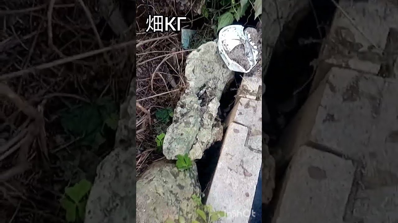 【沖じご】KΓ11.Jan.畑の排水と車の通り道作り#畑人 