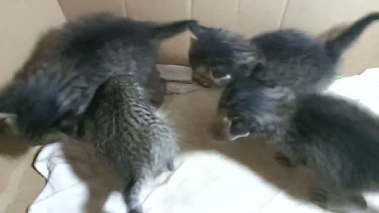 Bebas bermain ketika ibu pergi #cat #kucing #kucinglucubandung 