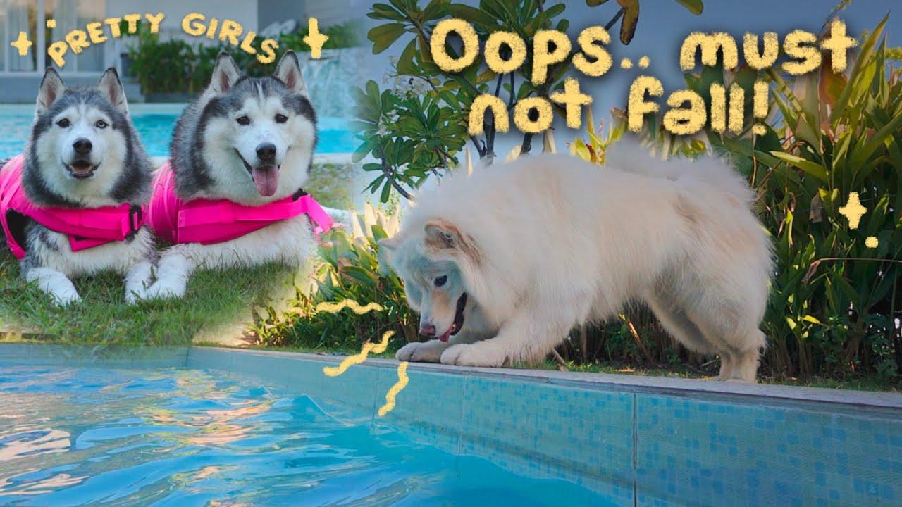 May TRAUMA sa Swimming POOL! | (Pet-Friendly Airbnb Place in PAMPANGA)