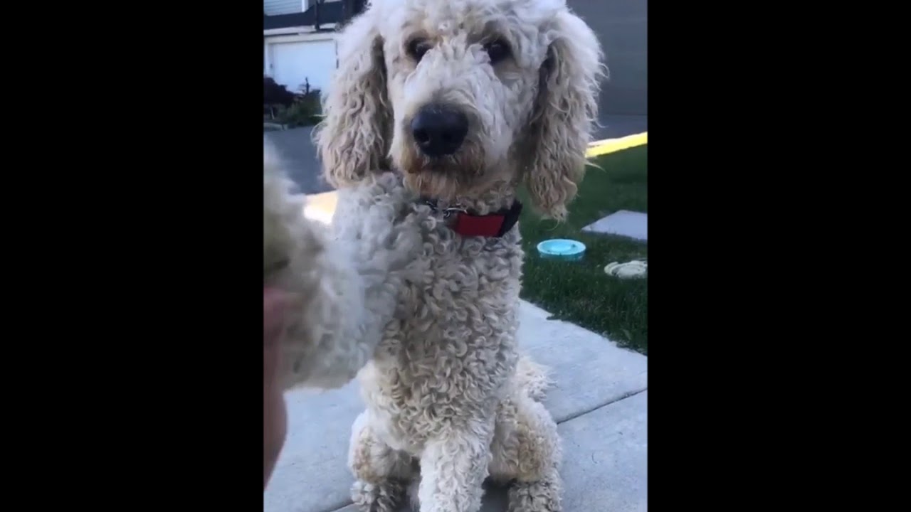 [My Life is Polish] - When your dog only understands Polish