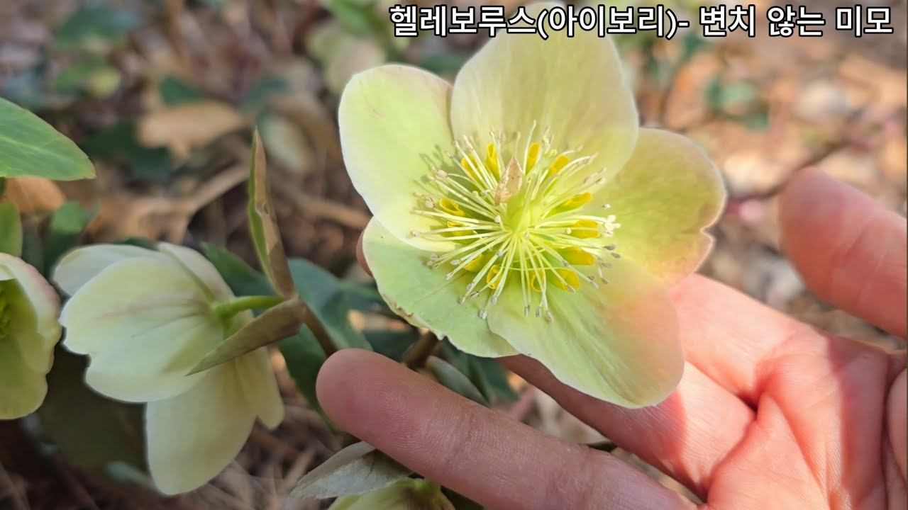 3월의 봄소식을 알리는 전주 수목원