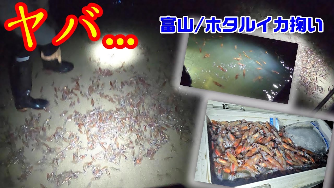 【ホタルイカすくい/探し方】富山の人に教えてもらったら参考になりすぎた