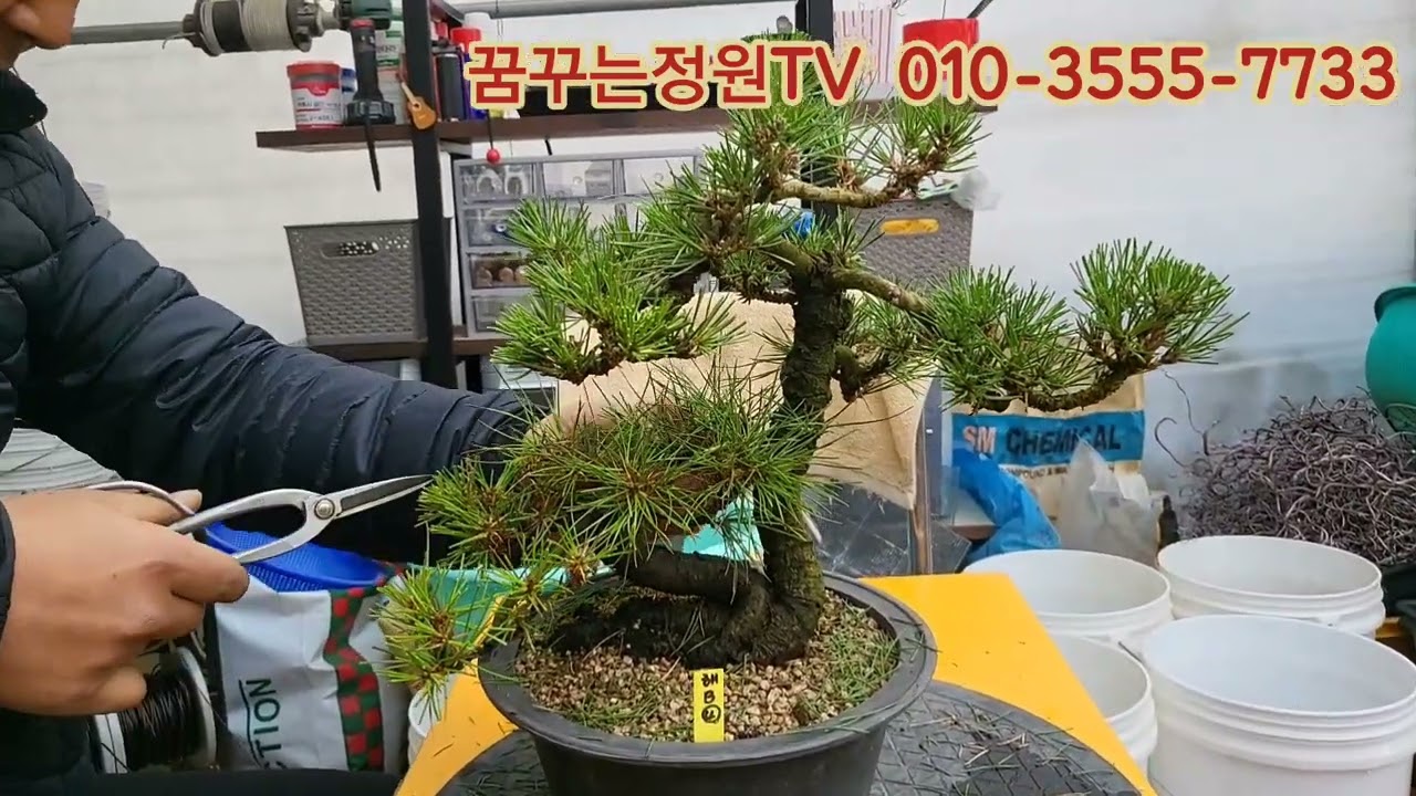 @소나무분재 잎자르기와순치기