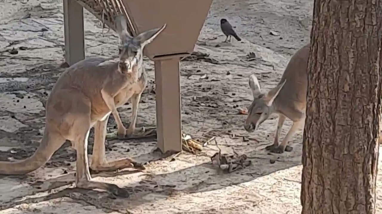 #longvideo #kangaroo #animal#nature#wildlife#animallife #naturelovers #naturevideo 