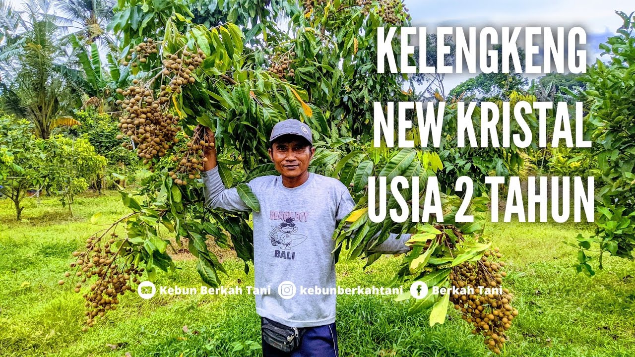 Berkunjung ke Kebun Tetangga. Kelengkeng New Kristal 2 Tahun Berbuah Lebat‼️