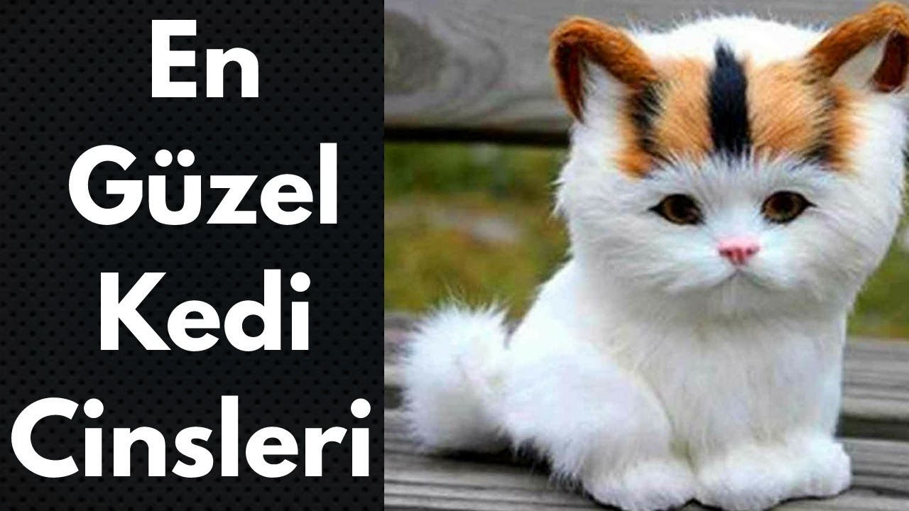 En Tatlı / En Güzel / En Popüler Kedi Cinsleri - Irkları