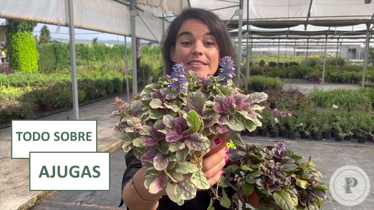 Características y Cuidados de las Ajugas unas plantas rastreras con unas flores impresionantes.