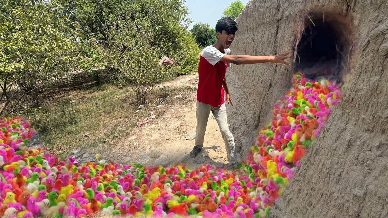 Colourful chicks mil gay / mini zoo kay bahir say pkda
