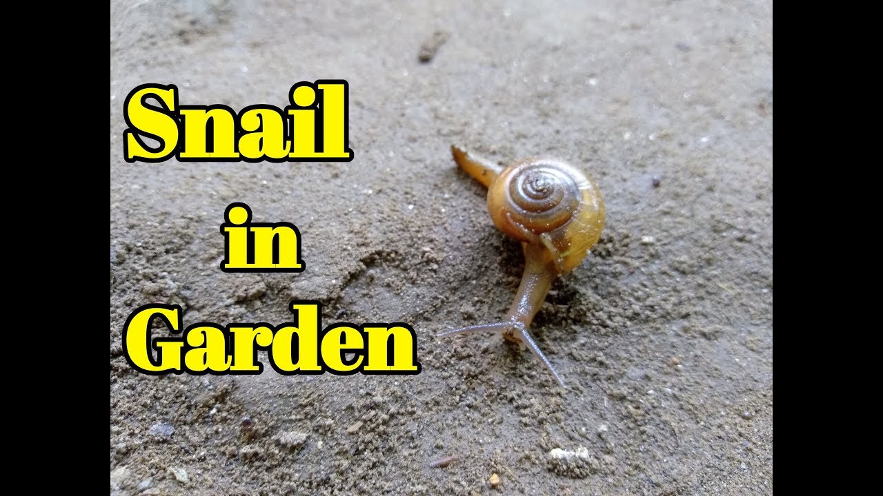 Snails Ko Kis Trha Khatam Karin !!!