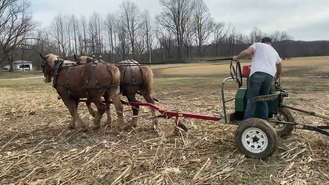 Horses bush hogging the corn field