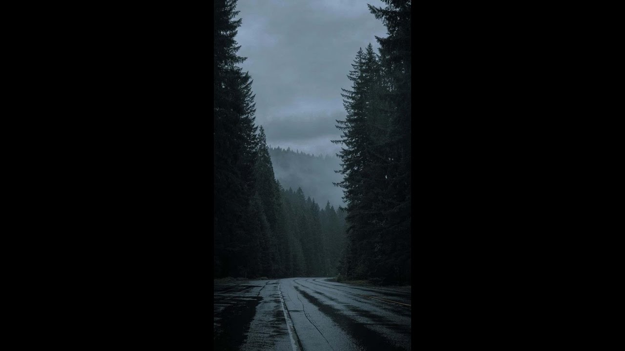 1 Hour Rain on a Forest Road | Calm Overcast Ambience