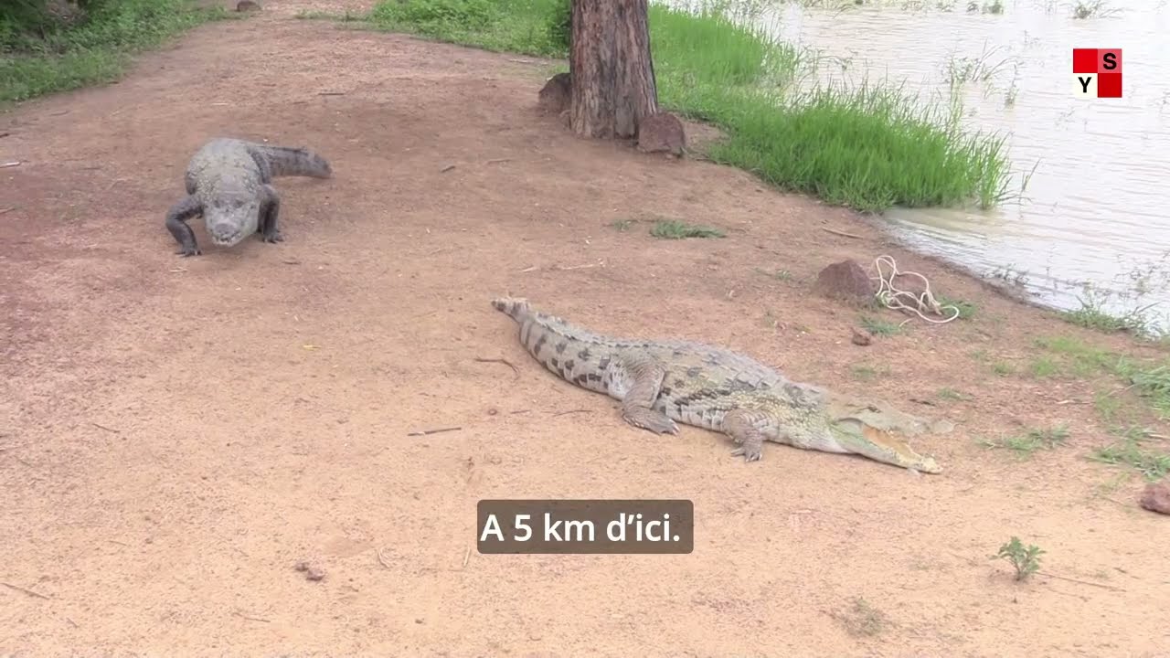 𝗕𝘂𝗿𝗸𝗶𝗻𝗮: 𝗨𝗻𝗲 𝗯𝗮𝗹𝗮𝗱𝗲 𝗱𝗮𝗻𝘀 𝗹'𝗵𝗶𝘀𝘁𝗼𝗶𝗿𝗲 𝘀𝘂𝗿 𝗹𝗲 𝗱𝗼𝘀 𝗱𝗲𝘀 𝗰𝗿𝗼𝗰𝗼𝗱𝗶𝗹𝗲𝘀 𝘀𝗮𝗰𝗿é𝘀 𝗱𝗲 𝗦𝗮𝗯𝗼𝘂