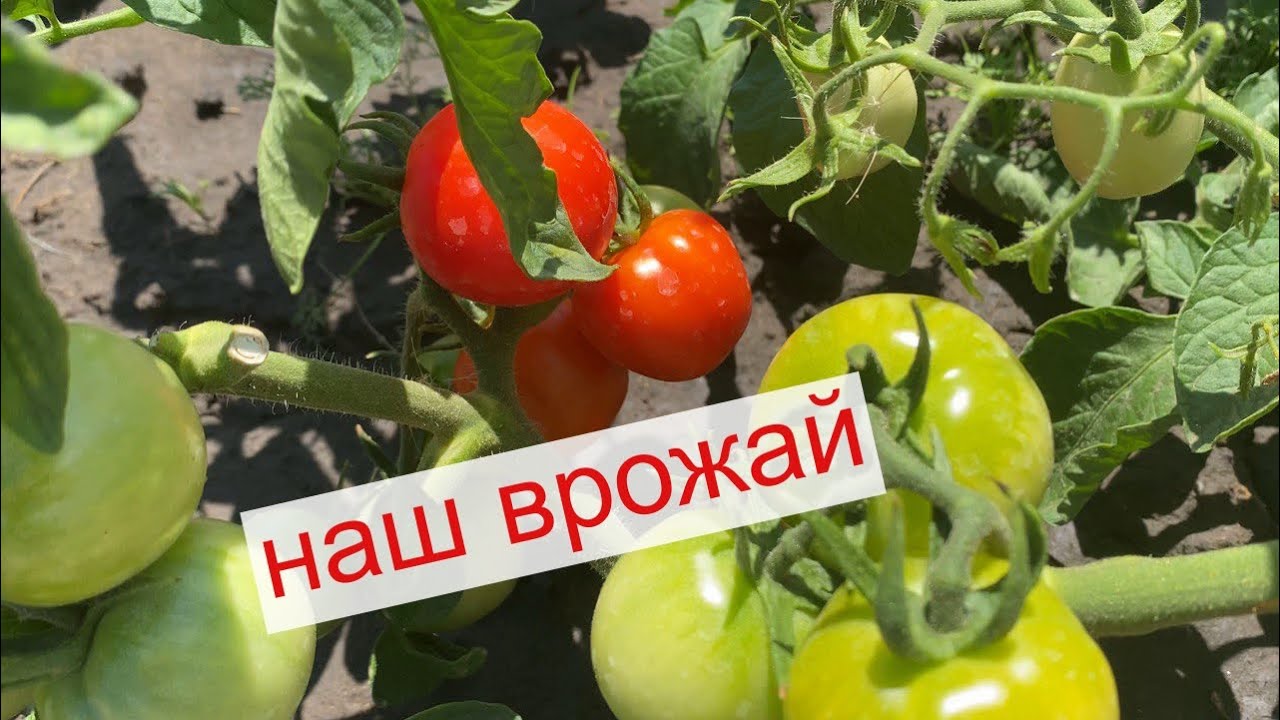 Липень на городі | Збираємо врожай