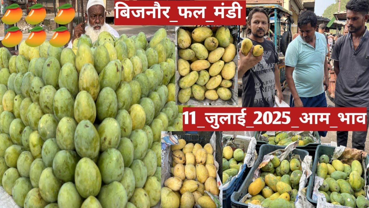 11 जुलाई 2025 आम का भाव बिजनौर फल मंडी |🥭🥭 mango price 11 July 2025 on bijnor fruit Market