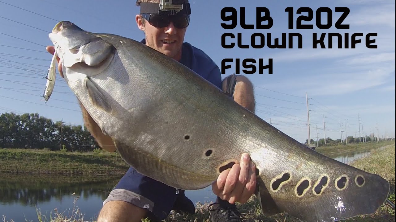 9lb 12oz Giant Clown Knife Fish on a Jerkbait Fishing Florida Day 3