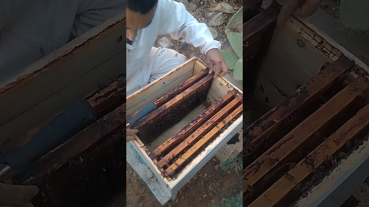 ضغط نحل وتغذية بلمحلول سكري لتر ونصف ماء مع كلو سكر مرة فسيمانة