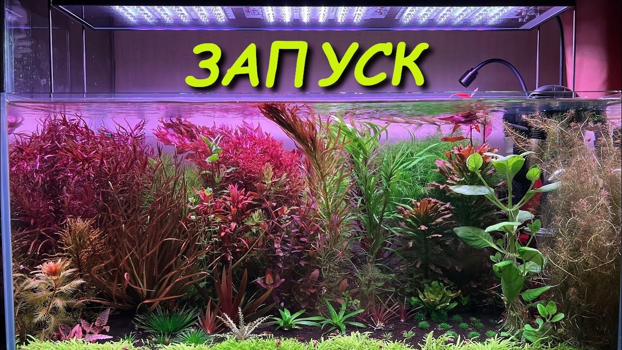 Как правильно запустить аквариум с живыми растениями. #аквариум #aquascape #dutchstyle #травник