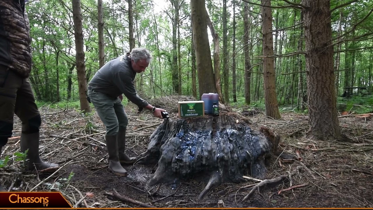 Attractif blackvit de Vitex pour maintenir les sangliers en forêt!