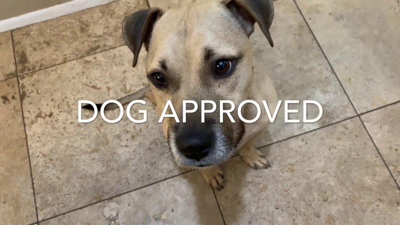 Dog Trainer Life Hacks: 