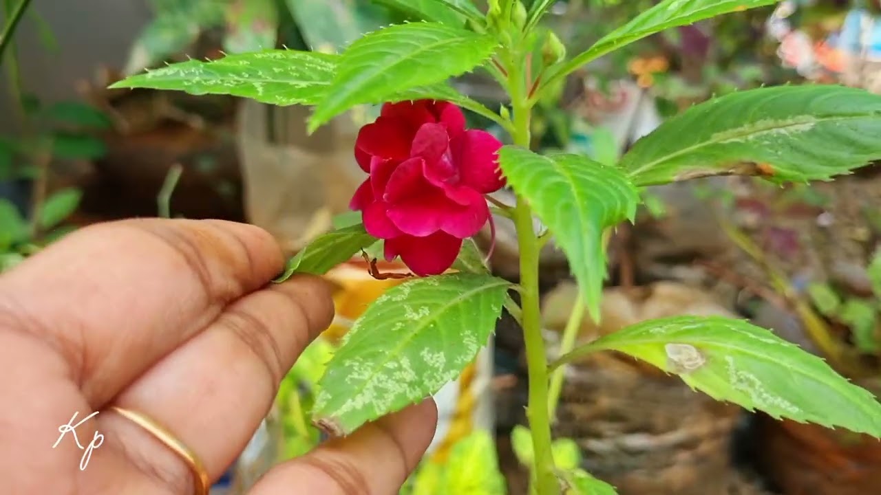 തളർത്തിയവർക്ക് വേണ്ടി
