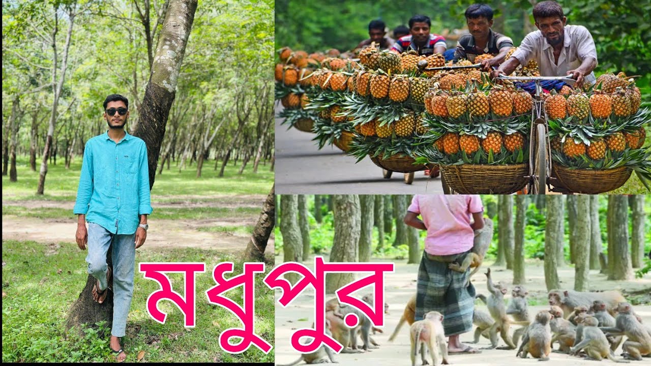 মধুপুর।একদিনে মধুপুর ভ্রমণ।আনারসের রাজধানী মধুপুর।রাবার বাগান।সন্তোষপুর বানরের মাঠ।Vlog video 