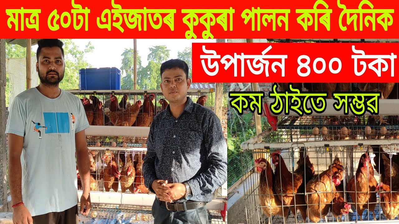 মাত্ৰ ৫০টা লেয়াৰ মুৰ্গী পালন কৰিয়েই উপাৰ্জন কৰিছে বহু টকা ৷৷Layer farming