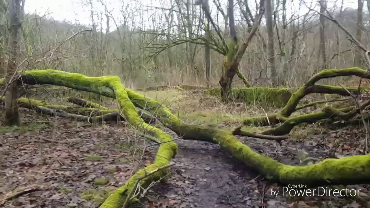 Healey dell history